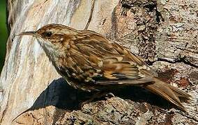 Short-toed Treecreeper