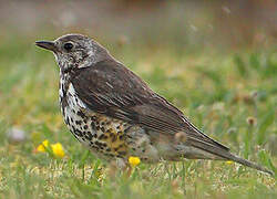 Mistle Thrush