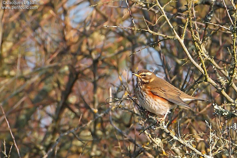 Redwing