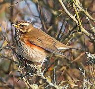 Redwing