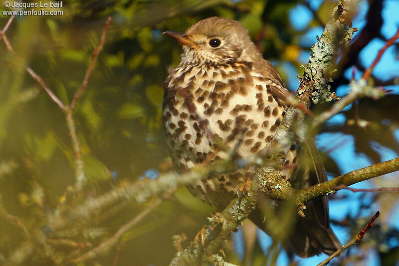 Song Thrush