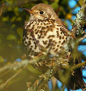 Song Thrush