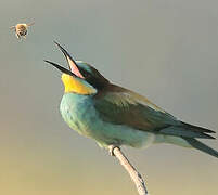 European Bee-eater