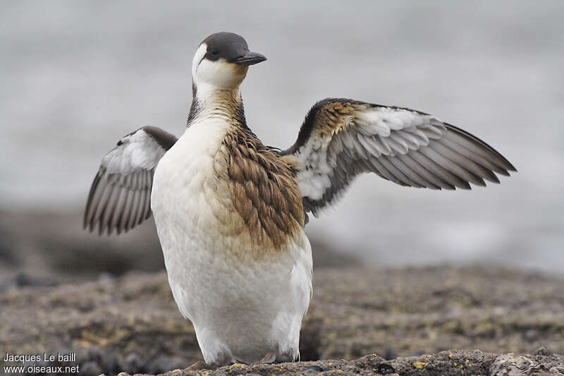 Guillemot de Troïladulte internuptial, soins, Comportement