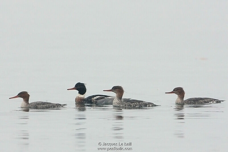 Red-breasted Merganser