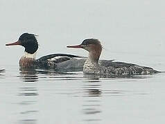 Red-breasted Merganser