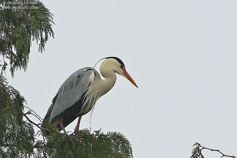 Grey Heron