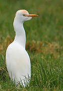 Western Cattle Egret