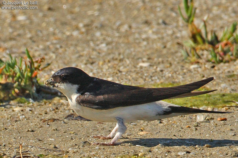 Hirondelle de fenêtre