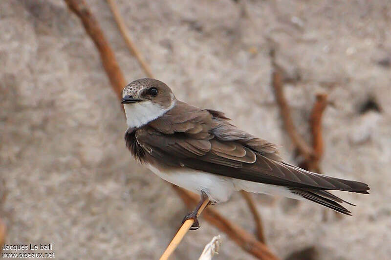 Hirondelle de rivageadulte, identification