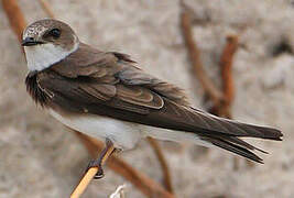 Sand Martin