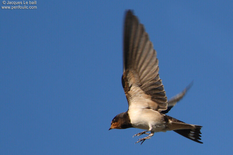 Barn Swallow