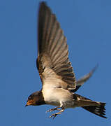 Barn Swallow