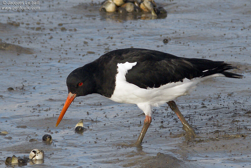 Eurasian Oystercatcher