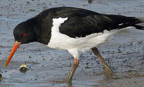 Eurasian Oystercatcher