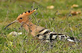 Eurasian Hoopoe