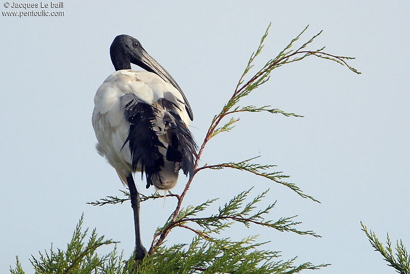 African Sacred Ibis