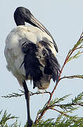 African Sacred Ibis