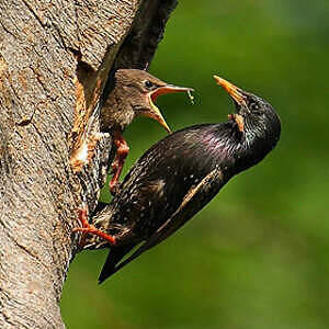 étourneau Sansonnet Sturnus Vulgaris