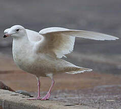 Goéland à ailes blanches