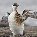 Guillemot de Troïl