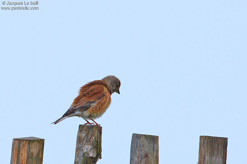 Common Linnet