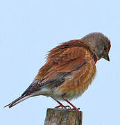 Common Linnet