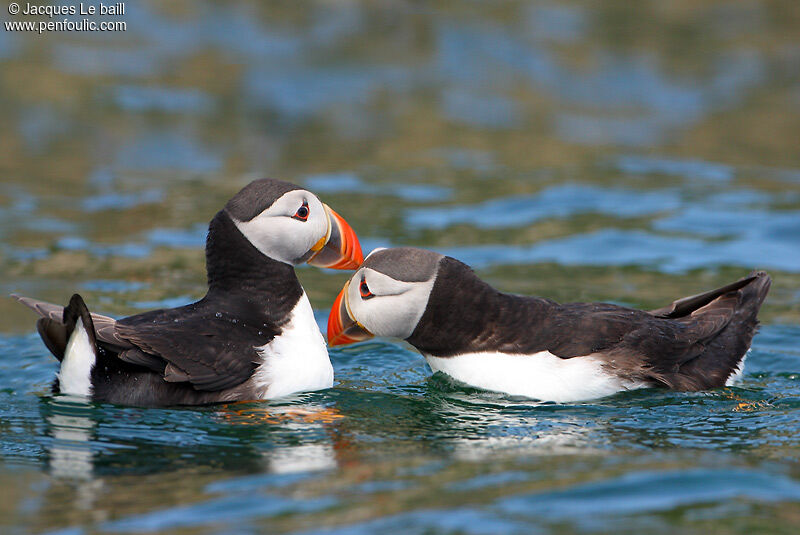 Atlantic Puffin