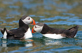 Atlantic Puffin