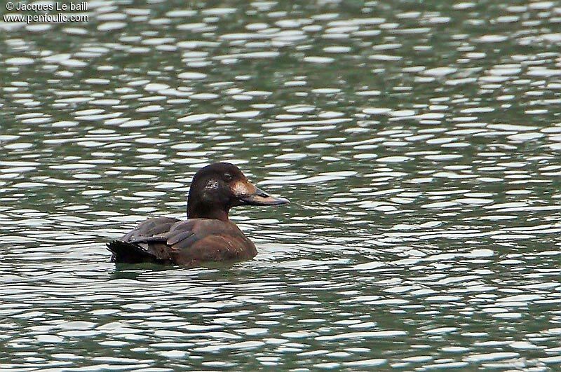 Macreuse brune