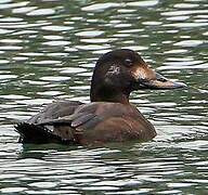 Velvet Scoter