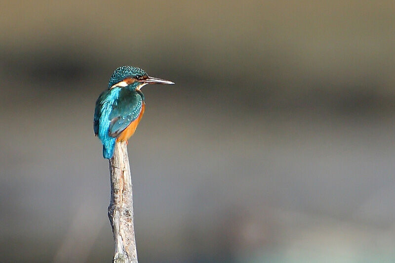 Common Kingfisher