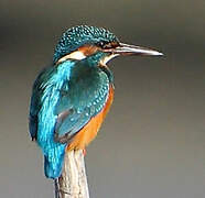 Common Kingfisher