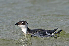 Little Auk