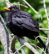 Common Blackbird