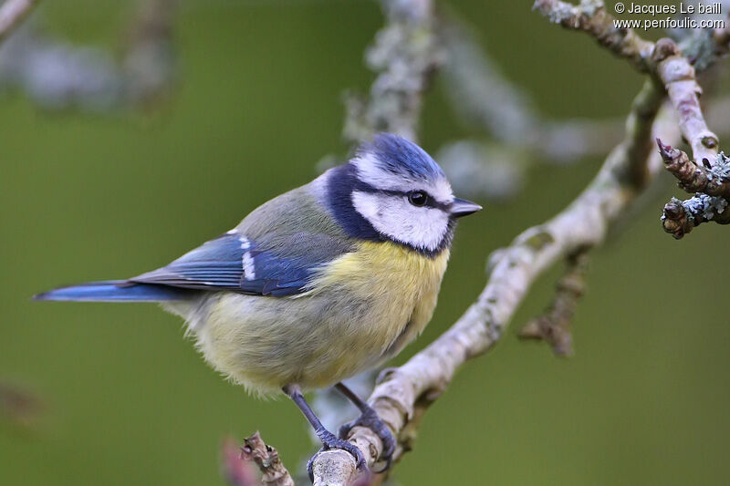 Mésange bleue