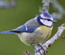 Eurasian Blue Tit