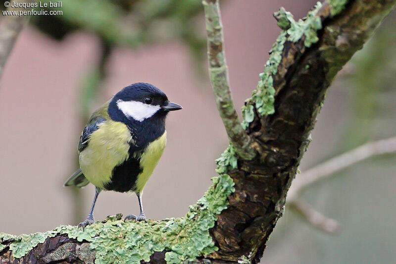 Great Tit