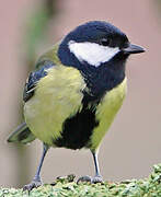 Great Tit