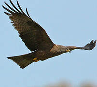 Black Kite