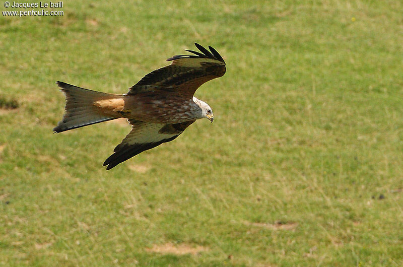 Red Kite