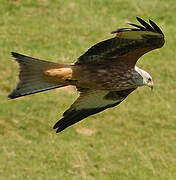Red Kite