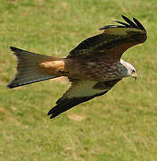 Red Kite