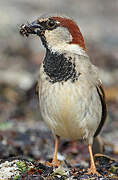 House Sparrow