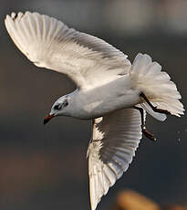 Mouette mélanocéphale