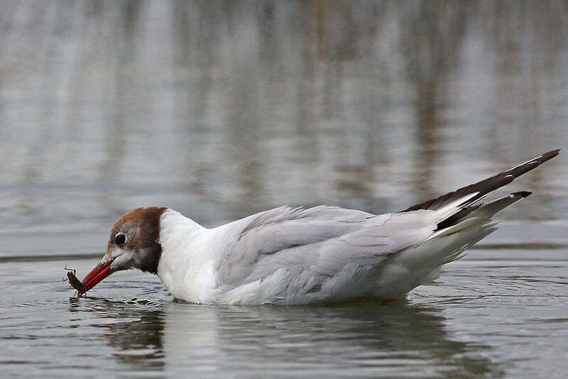 Mouette rieuseadulte nuptial, régime