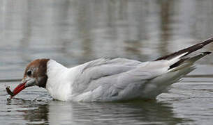 Mouette rieuse