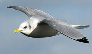 Mouette tridactyle