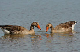 Greylag Goose