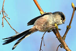 Long-tailed Tit